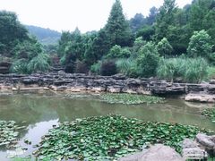 -铁山坪森林公园