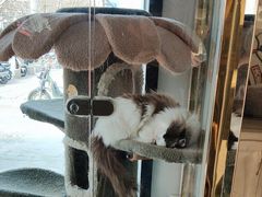 -糯米喵星人总部直营旗舰店·猫舍·幼猫出售