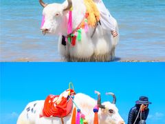-青海湖国家重点风景名胜区