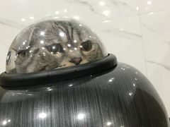 -伟伟宠物医院·CT影像中心·瑞派犬猫综合性门诊(汉口总院)