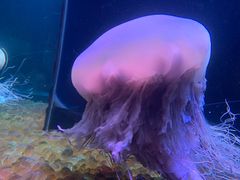 -欢乐海岸海洋奇梦馆