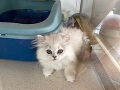 -糯米喵星人总部直营旗舰店·猫舍·幼猫出售