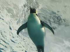-珠海长隆海洋王国