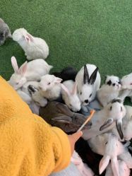 -萌宠亲子动物乐园(槐房万达店)