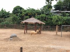 -泉州海丝野生动物世界