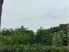 -火炉山森林公园