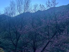 -苍山感通索道