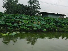 android_upload_pic-泗洪洪泽湖湿地景区