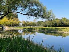 -上海共青森林公园