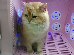 -贝康宠物医院·犬猫全科·小动物特色诊疗中心(东环路店)