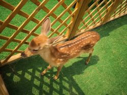 -萌宠亲子动物乐园(槐房万达店)