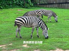 -广州长隆野生动物世界