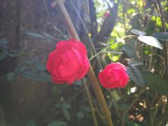 -侯臣咖啡文化村