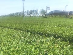 -雪绿茶博物馆