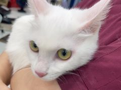 -安安宠医宠物医院·异宠·犬猫内科(岳阳分院)