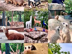 -佛冈森波拉度假区