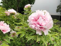 -洛阳市隋唐城遗址植物园