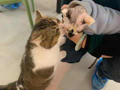 -平行世界·猫咖(首经贸店)