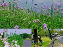 -洋湖国家湿地公园