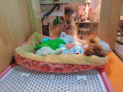 -藏猫猫咖啡主题馆(中央大道店)