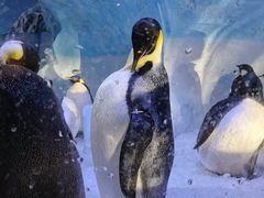 -海合安成都极地海洋公园
