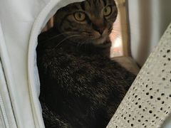 -艾贝尔宠物医院 ·内科全科(梁溪路店)