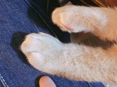 -李小姐の猫咖啡馆(五角场店)