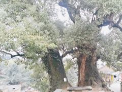 -杨家堂村