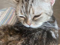 -飞行喵MR PILOT|猫舍·猫咖(静安大融城店)