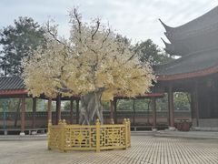 -广东圆玄道观