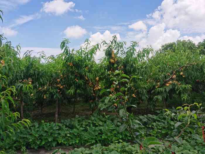 南汇新场镇明龙水蜜桃采摘农家乐-"老板家很好找,桃园就在家后面.