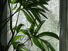 -昆明植物园