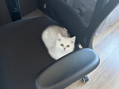 -欣宠猫屋·矮脚拿破仑·蓝金金渐层