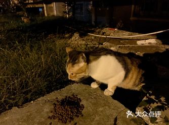 云养猫小分队…小区流浪喵固定有一只小可爱，每天跟着我