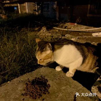 云养猫小分队…小区流浪喵固定有一只小可爱，每天跟着我