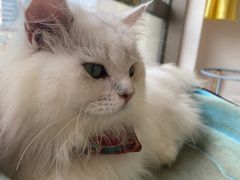 -猫在这儿猫咪咖啡馆·撸猫馆