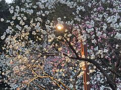 -重庆彩云湖湿地公园