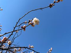 -无锡梅园公园