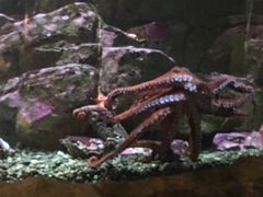 -西雅图水族馆