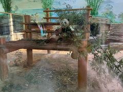 -西霞口神雕山野生动物世界