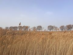 -野鸭湖国家湿地公园
