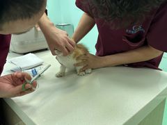 -北京观赏动物医院·24小时大型综合·猫专科·异宠专科