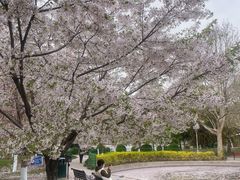 -泰丰公园