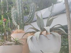 -自由生长植物工作室(深港花卉中心店)