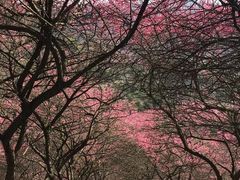 -新建村梅花