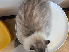 -有喵·猫咖·狗咖·30几只猫10只小狗(岗厦店)