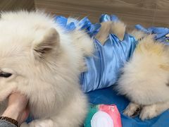 -纳吉亚猫专科动物医院(康都外科中心)