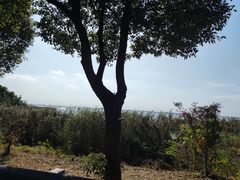 -莲花岛景区