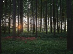 -黄海国家森林公园