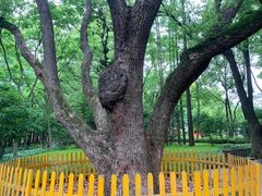 -徐家汇源景区-衡山公园